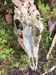 Odocoileus hemionus sitkensis