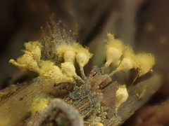 Trichia crateriformis