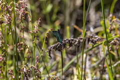 Pollanisus viridipulverulenta