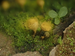 Trichia crateriformis