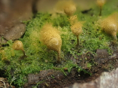 Trichia crateriformis