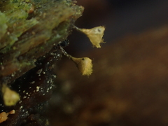 Trichia crateriformis