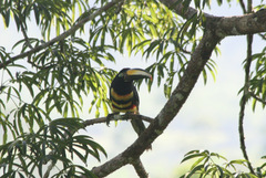 Pteroglossus pluricinctus