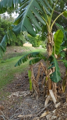 Musa × paradisiaca
