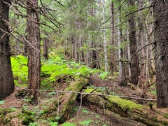 Trichia crateriformis