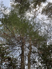 Pinus echinata