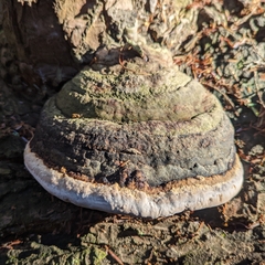 Fomitopsis ochracea