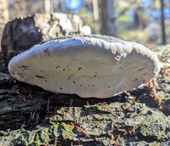 Fomitopsis ochracea
