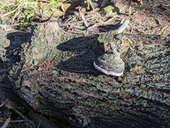 Fomitopsis ochracea