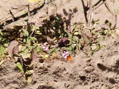 Lantana achyranthifolia