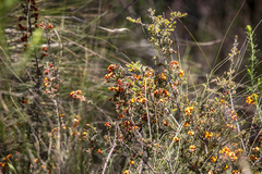 Pultenaea scabra