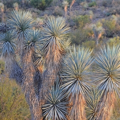 Yucca rigida
