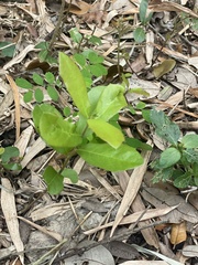 Quercus laurifolia