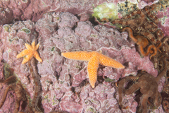 Allostichaster capensis