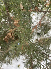 Juniperus