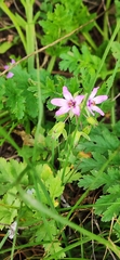 Erodium