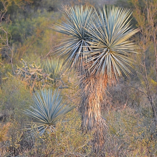 Image of Yucca rigida by (c) Mauricio Calderón, some rights reserved (CC BY)