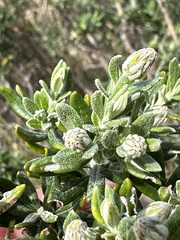 Chiliotrichum diffusum