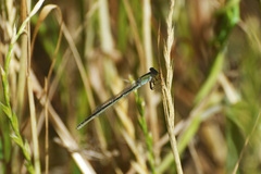 Ischnura fluviatilis