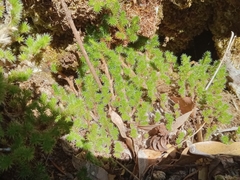 Selaginella hansenii