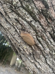 Fomitiporia punctata