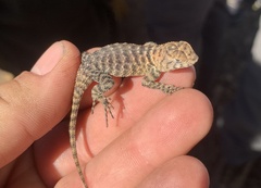 Sceloporus orcutti