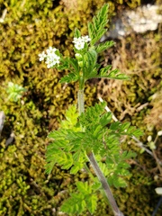 Chaerophyllum tainturieri