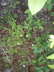 Lantana fucata