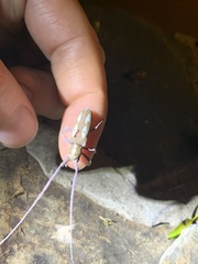 Prosopocera paykulli