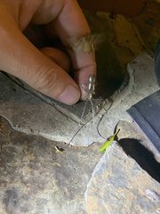 Prosopocera paykulli