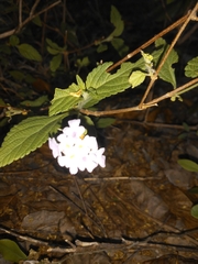 Lantana fucata