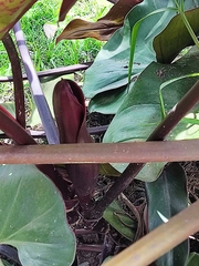 Philodendron erubescens