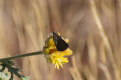 Lerodea eufala eufala