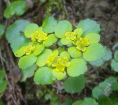 Chrysosplenium alternifolium