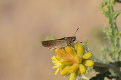 Lerodea eufala eufala