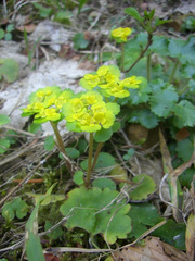 Chrysosplenium alternifolium