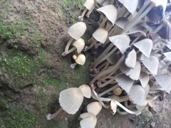 Coprinellus disseminatus