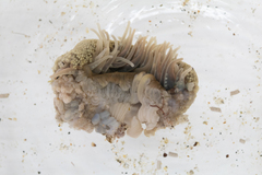 Anthopleura biscayensis