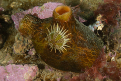 Paramolgula gregaria