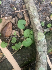 Dichondra carolinensis
