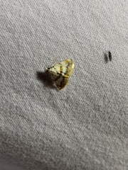 Trichophysetis flavimargo