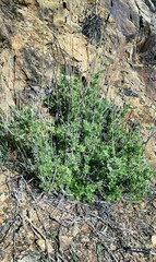 Lavandula multifida