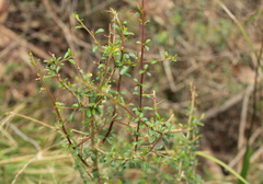 Coprosma quadrifida