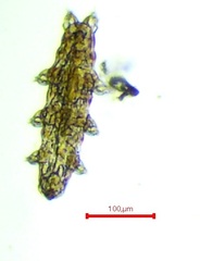 Eutardigrada