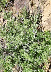 Lavandula multifida