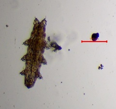 Eutardigrada