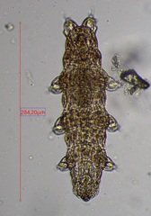 Eutardigrada