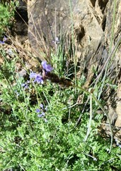 Lavandula multifida
