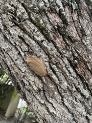 Fomitiporia punctata