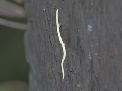 Fletchamia mediolineata